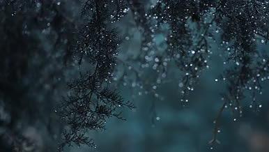 雨天雨滴清新唯美空镜自然风光4K高清视频视频的预览图